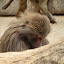 Monos en el Zoo de Madrid Monos en el Zoo de Madrid