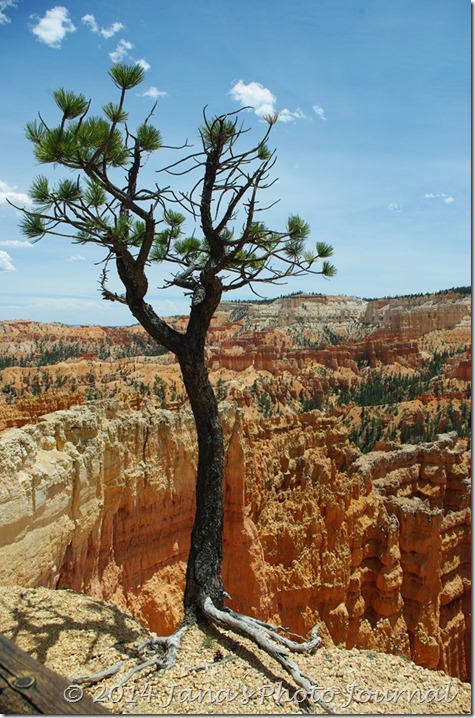 Tree at Bryce Canyon National Park