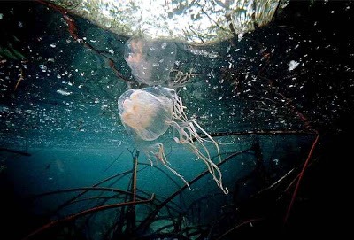 [boxjellyfish2.jpg]