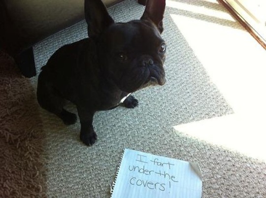 [dog-shaming-bad-27%255B2%255D.jpg]