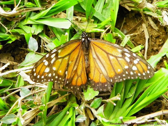 Lépidoptères de Pitangui au Minas Gerais - Danaus erippus (CRAMER, 1775). Pitangui (Minas Gerais, Brésil), 5 février 2012. Photo : Nicodemos Rosa