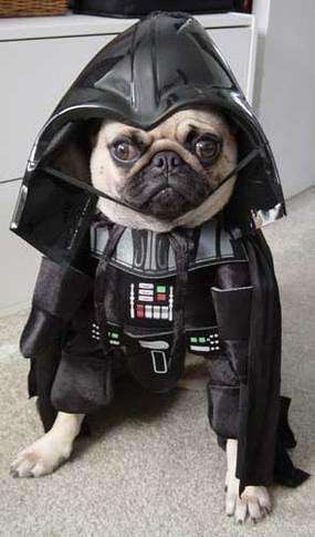[perros%2520disfrazados%2520%25281%2529%255B3%255D.jpg]