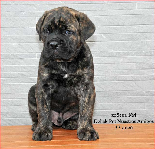 black corso puppies for sale italian mastiff puppies for sale in breeds picture black corso puppies for sale italian mastiff puppies for sale in breeds picture