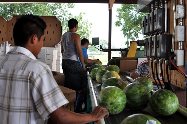 [watermelons%252011%25200705%2520%252844%2529%255B4%255D.jpg]