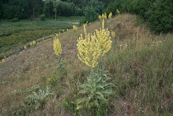 Die wichtigste Art hier ist unangefochten die Königskerze (Verbascum speciosum).