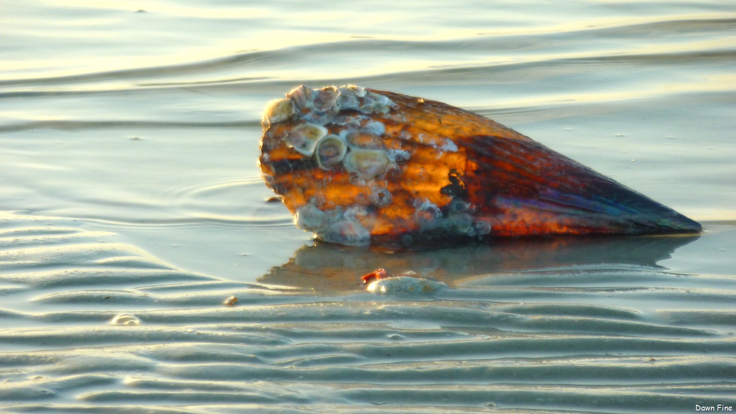 [morning-sanibel_03312.jpg]