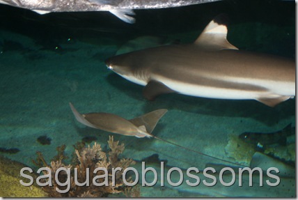 IMG_7516 IMG_7516