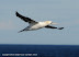  &ndash; Gannet flying over the boat