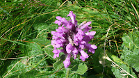 P1110926.JPG
