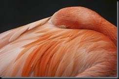 _DSC4972 pink flamingo