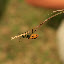 Why all insects instinctly head towards the end of nowhere I'll never know...