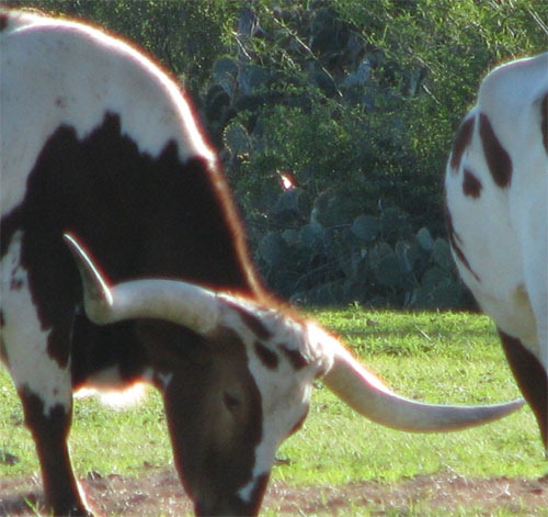 [LongHorns%255B4%255D.jpg]