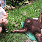 Vey close to the Orang Utang. Touching not allowed!