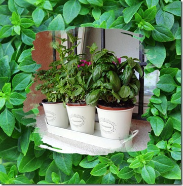 plantas aromáticas plantas aromáticas