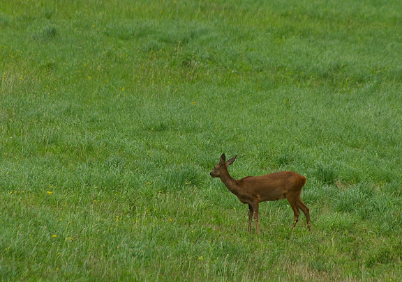 Biche. Hautes-Lisières (Rouvres, 28), 21 juin 2011. Photo : J.-M. Gayman
