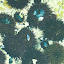 pêche oursin 015.jpg
