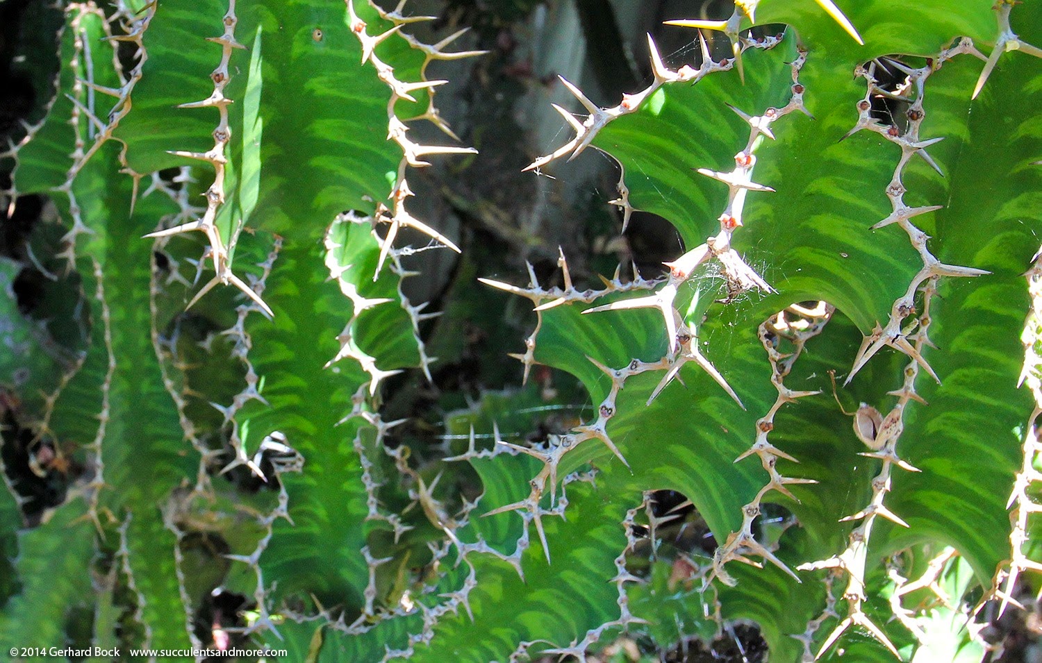 [Euphorbia_grandicornis%255B2%255D.jpg]