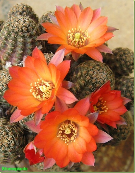 Rebutia pygmaea  (forse v. iscayachensis) fioritura