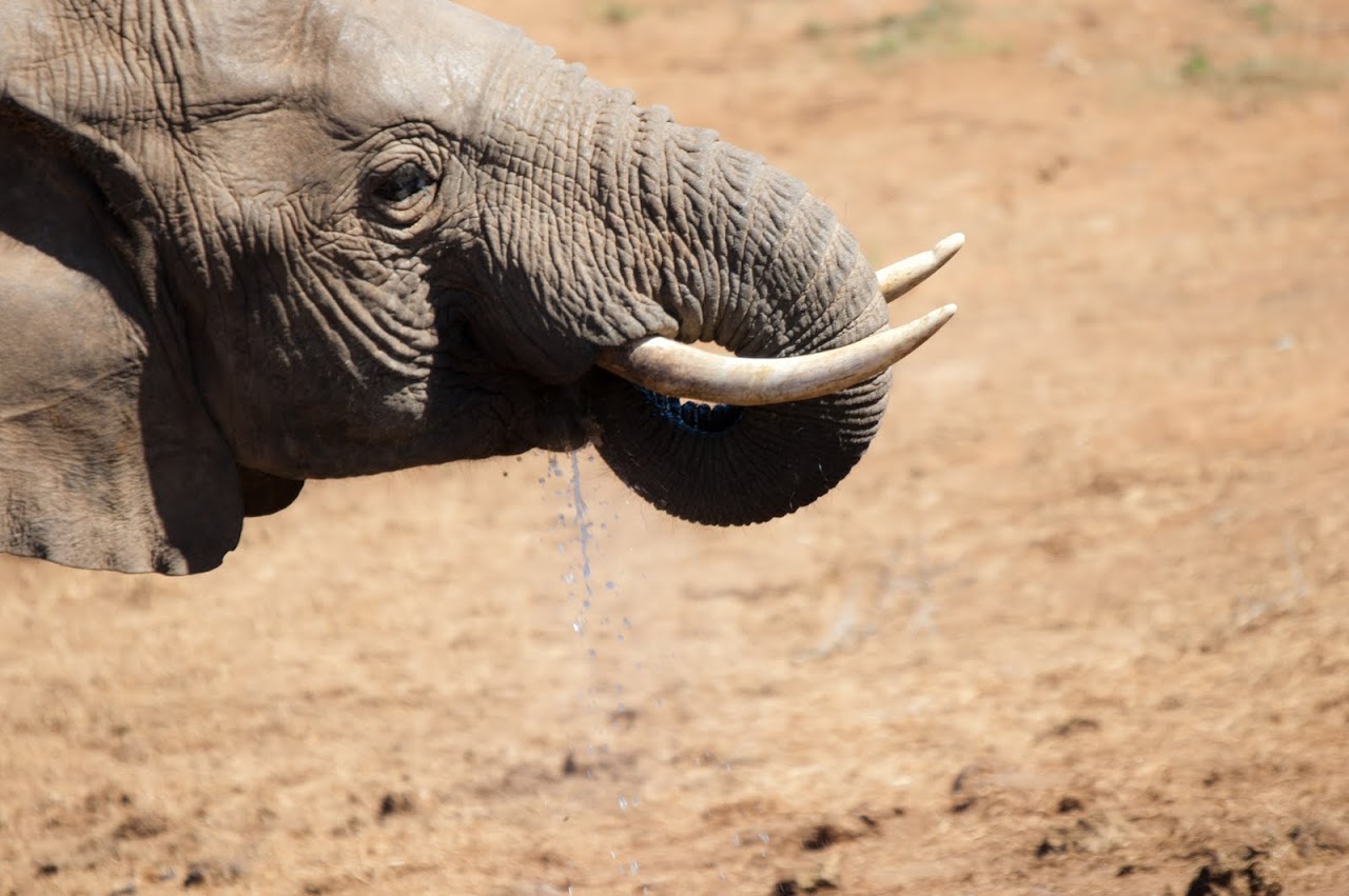 Elephant at Addo National Park