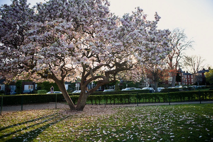 Thetree 5