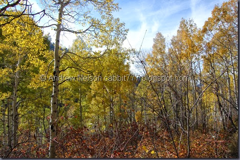 DSC_0702 DSC_0702