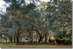 Cattle watching