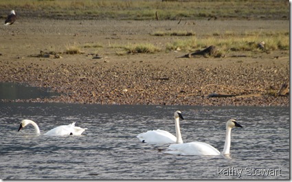 Swans in the sunshine