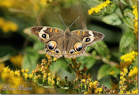 FPC_Butterfly_CommonBuckeye2