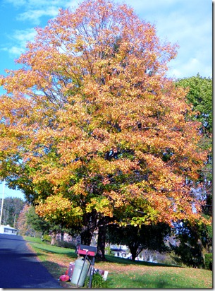 Fall Beauty 054 Fall Beauty 054