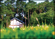 Stunning Forest Locations Across the UK