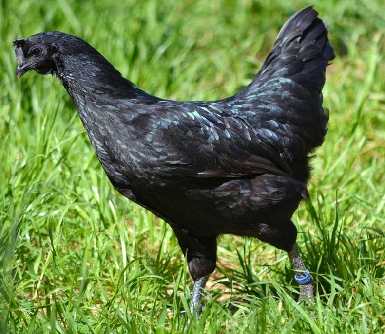 ! ayam-cemani-3%255B