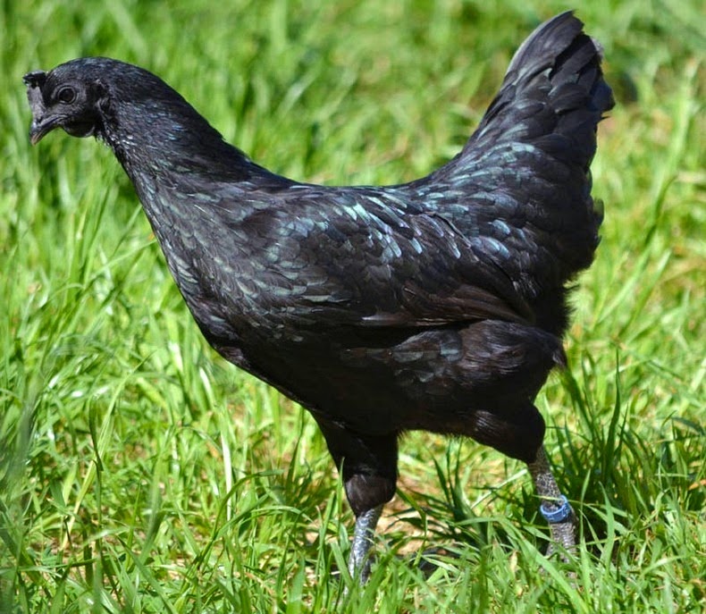    !  ayam-cemani-3%255B