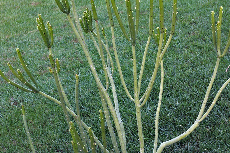 [111107_candy_euphorbia_leucadendron%255B2%255D.jpg]