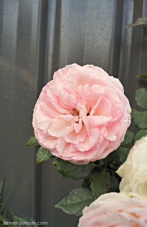 Pierre De Ronsard Rose 2