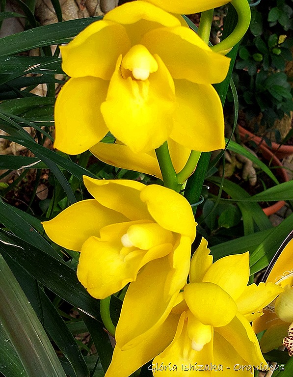 [Glria-Ishizaka---orquideas-59.jpg]