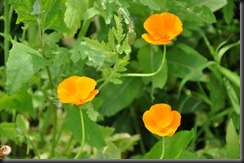 DSC_0093 DSC_0093