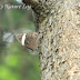 Nymphalidae%25252c%252520lethe%252520verma%25252c%252520straight-banded%252520treebrown