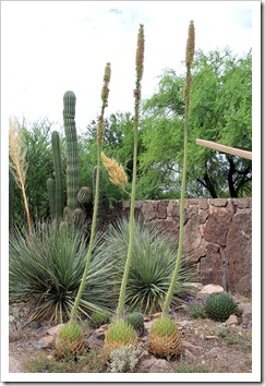 120728_ArizonaSonoraDesertMuseum_Agave-victoria-reginae_03