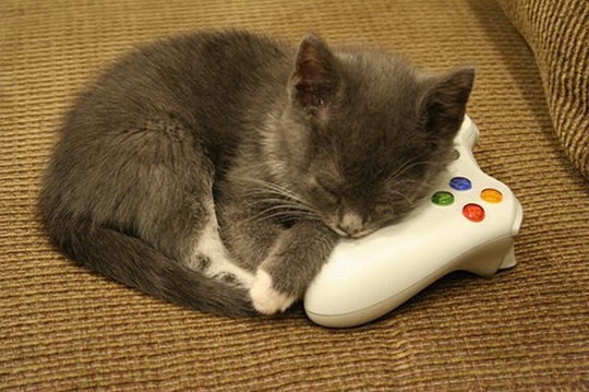[funny-animals-haha-35%255B2%255D.jpg]