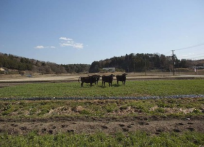 Abandoned cows stand within the exclusion zone, about 6km from Fukushima nuclear plant. Getty Images / smh.com.au