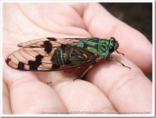 cicada_tonggeret cicada_tonggeret