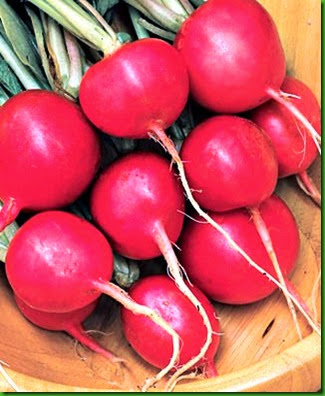 Rabanete Cherry Belle Rabanete Cherry Belle