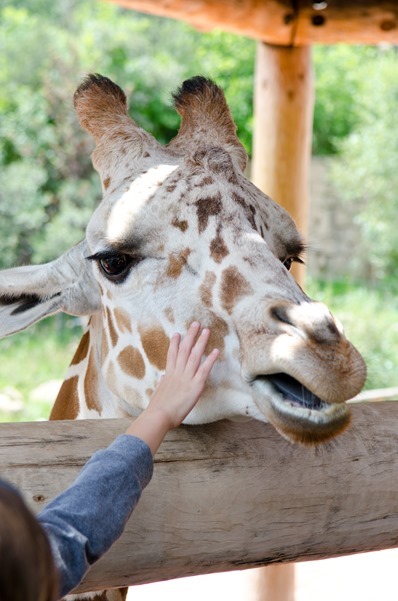 zoo-3