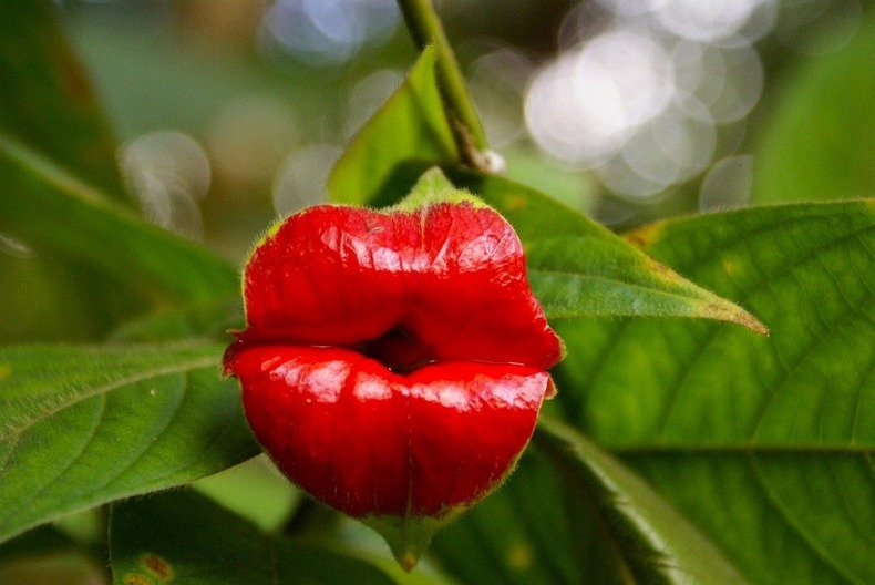 Растение горячие губы