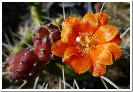 111001_succulent_gardens_opuntia_flower 111001_succulent_gardens_opuntia_flower