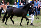 Levina f 2008 e Duktig u Levinda e Othello G