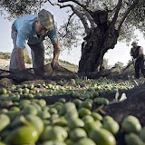Recogida_aceitunas.jpg
