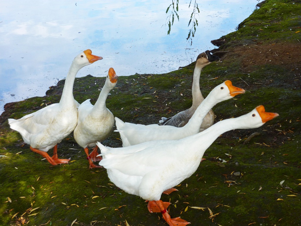 [geese2%255B4%255D.jpg]