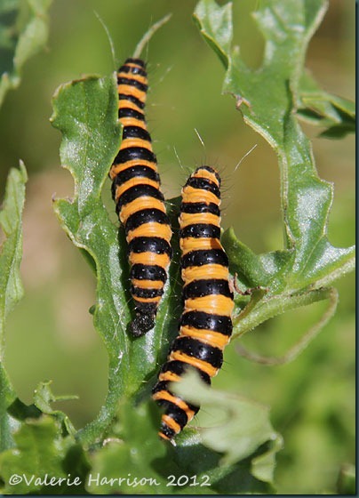 Cinnabar-caterpillars