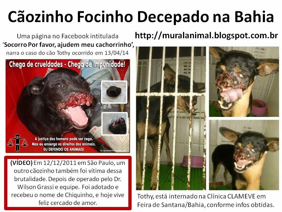 [C%25C3%25A3ozinho%2520Focinho%2520Decepado%2520na%2520Bahia%255B3%255D.jpg]